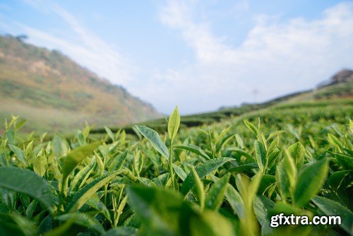 Stock Photos - Tea plantation 2, 25xJPG