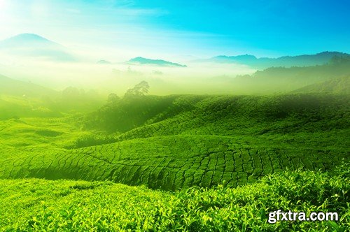 Stock Photos - Tea plantation 2, 25xJPG