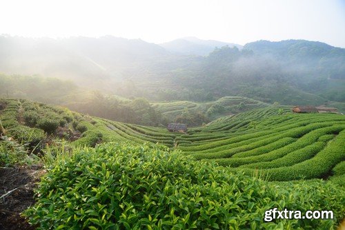 Stock Photos - Tea plantation 2, 25xJPG