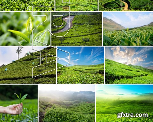 Stock Photos - Tea plantation 2, 25xJPG