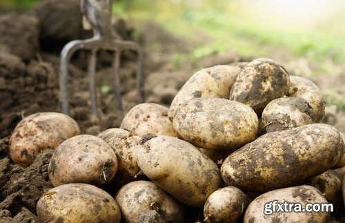 Stock Photos - Potato, 25xJPG