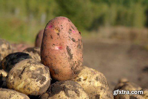 Stock Photos - Potato, 25xJPG