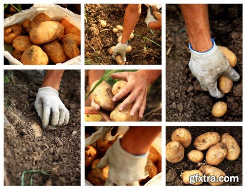 Stock Photos - Potato, 25xJPG