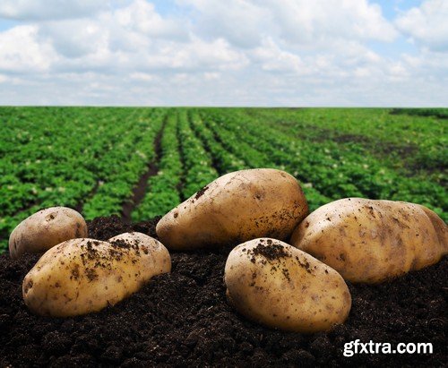 Stock Photos - Potato, 25xJPG