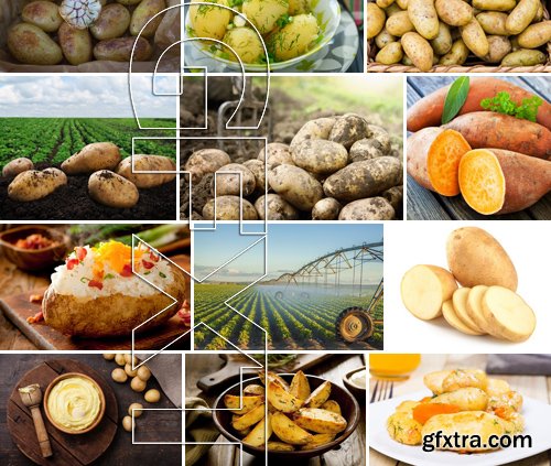 Stock Photos - Potato, 25xJPG