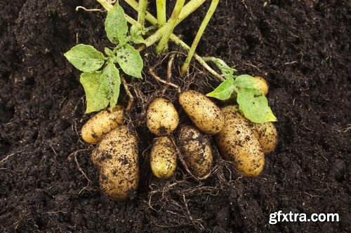 Stock Photos - Potato, 25xJPG