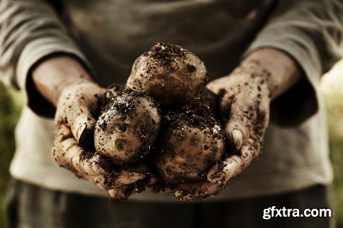 Stock Photos - Potato, 25xJPG