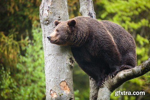 Stock Photos - BEAR, 25xJPG