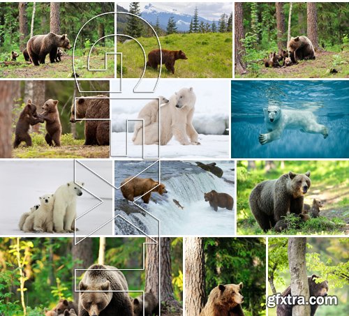 Stock Photos - BEAR, 25xJPG