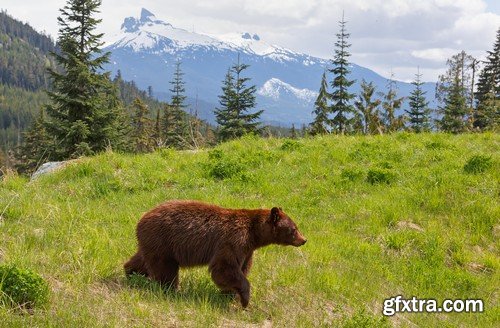 Stock Photos - BEAR, 25xJPG