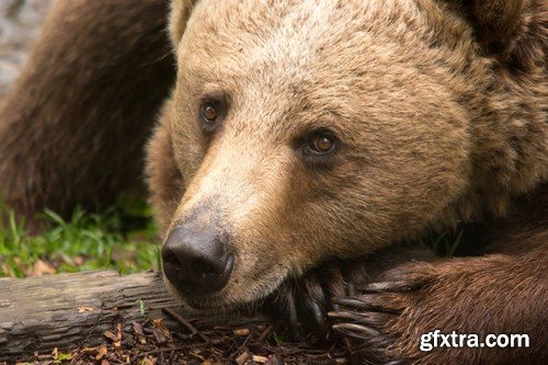 Stock Photos - BEAR, 25xJPG