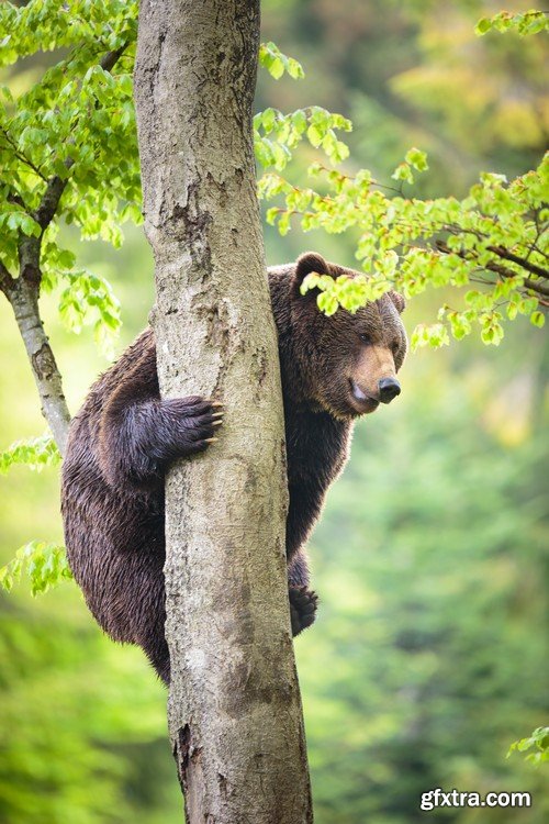 Stock Photos - BEAR, 25xJPG