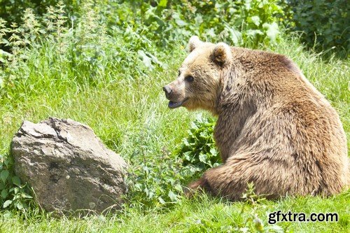 Stock Photos - BEAR, 25xJPG