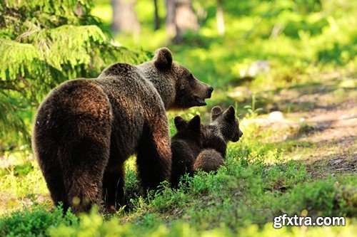 Stock Photos - BEAR, 25xJPG