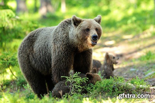 Stock Photos - BEAR, 25xJPG