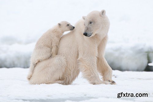 Stock Photos - BEAR, 25xJPG