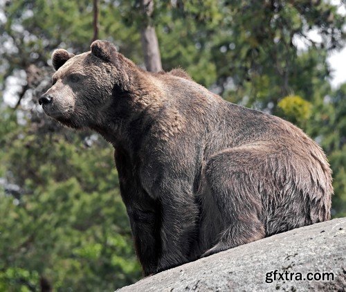 Stock Photos - BEAR, 25xJPG