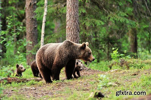 Stock Photos - BEAR, 25xJPG