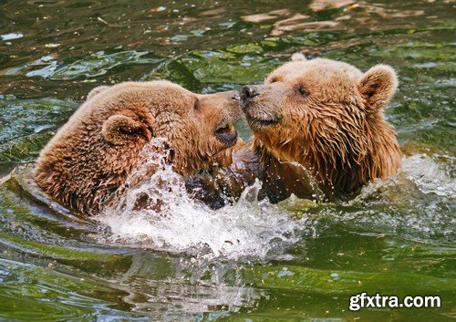 Stock Photos - BEAR, 25xJPG