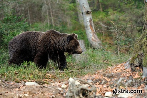 Stock Photos - BEAR, 25xJPG