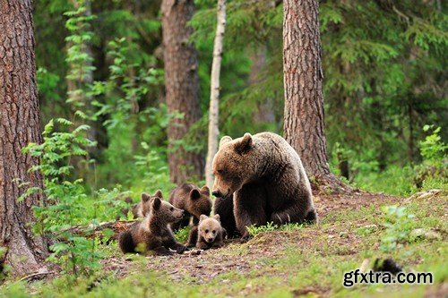 Stock Photos - BEAR, 25xJPG