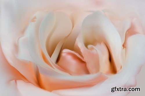 Stock Vectors - Rose, floral background, 25xEPS