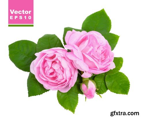 Stock Vectors - Rose, floral background, 25xEPS