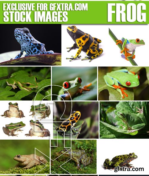 Stock Photos - Frog, 25xJPG