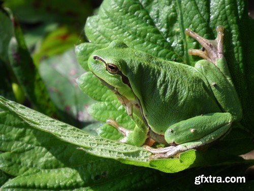 Stock Photos - Frog, 25xJPG