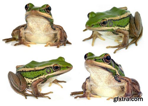 Stock Photos - Frog, 25xJPG