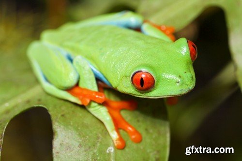 Stock Photos - Frog, 25xJPG