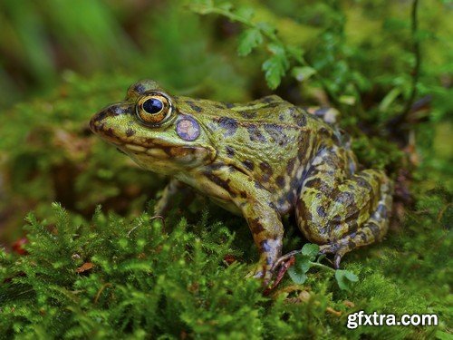 Stock Photos - Frog, 25xJPG