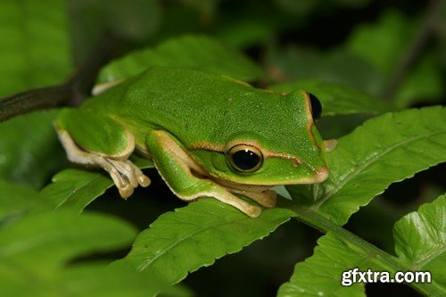 Stock Photos - Frog, 25xJPG