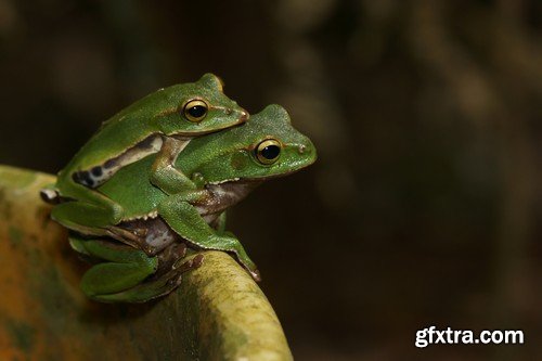 Stock Photos - Frog, 25xJPG