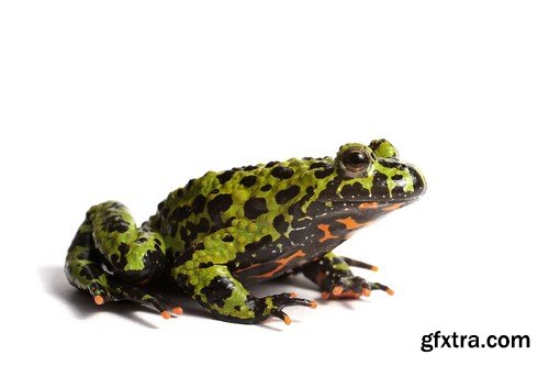 Stock Photos - Frog, 25xJPG