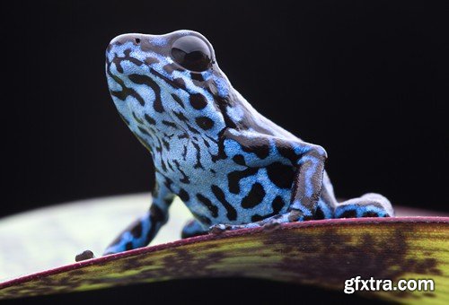 Stock Photos - Frog, 25xJPG