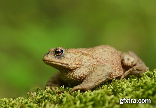 Stock Photos - Frog, 25xJPG