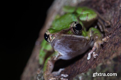 Stock Photos - Frog, 25xJPG