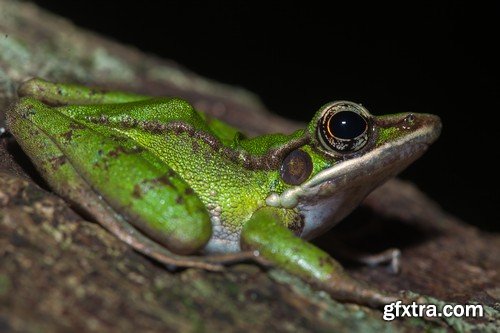 Stock Photos - Frog, 25xJPG