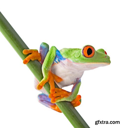 Stock Photos - Frog, 25xJPG