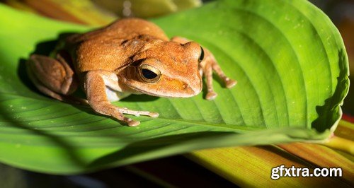 Stock Photos - Frog, 25xJPG