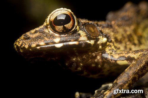 Stock Photos - Frog, 25xJPG