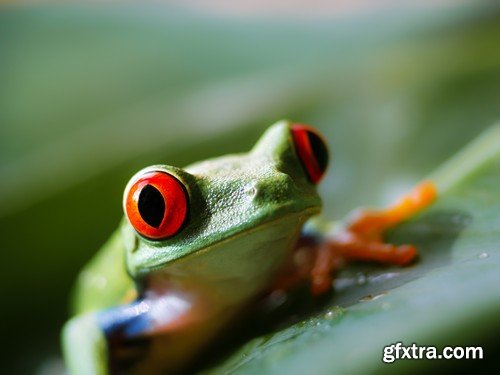 Stock Photos - Frog, 25xJPG