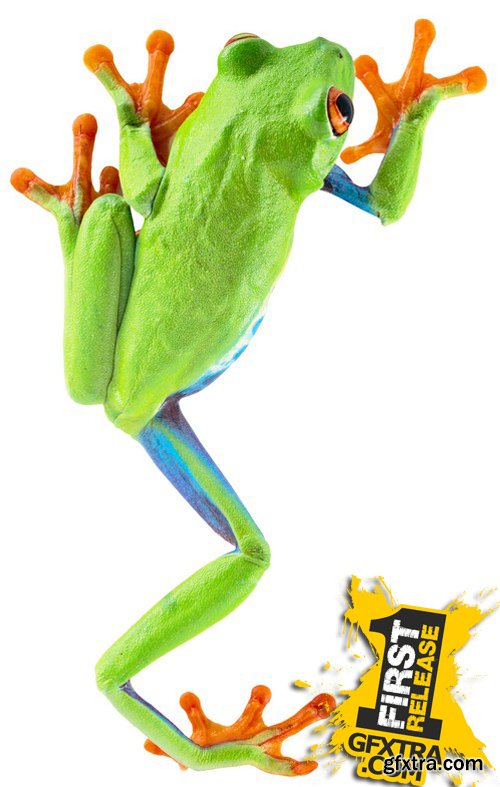 Stock Photos - Frog, 25xJPG