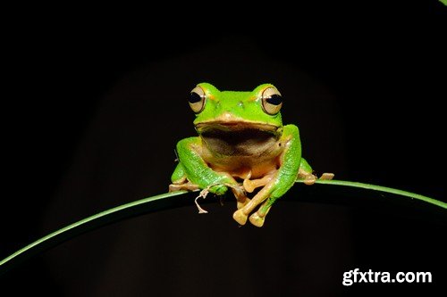 Stock Photos - Frog, 25xJPG