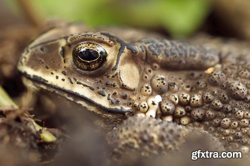 Stock Photos - Frog, 25xJPG