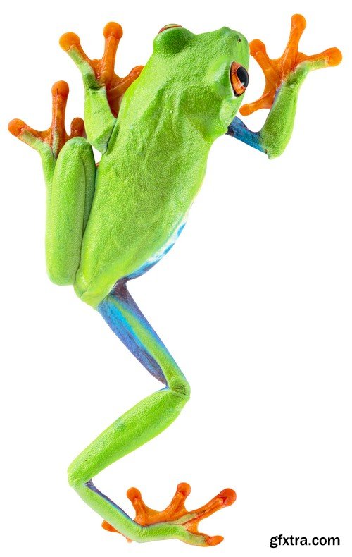 Stock Photos - Frog, 25xJPG