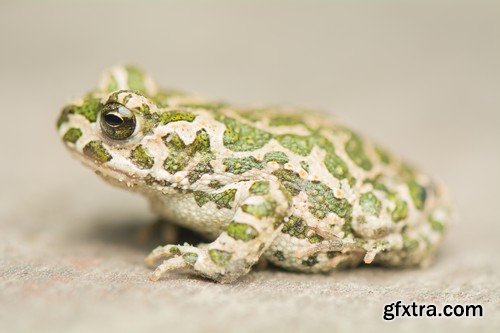 Stock Photos - Frog, 25xJPG