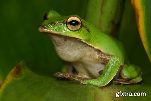 Stock Photos - Frog, 25xJPG