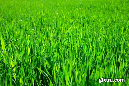 Stock Photos - Green grass 3, 25xJPG